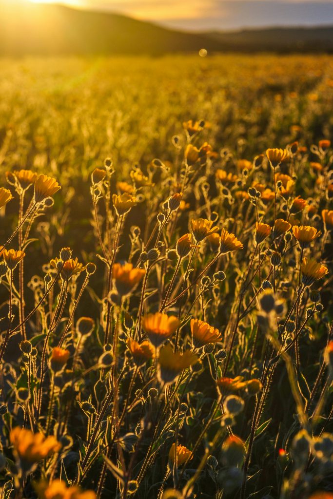 A stunning view of golden wildflowers basking in sunrise light in a scenic countryside field.