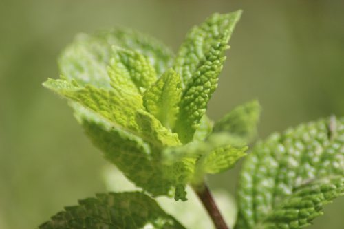 leaves, drink, sano, nature, green, leaf, mint, grass, relax, mojito, mojito, mojito, mojito, mojito, mojito