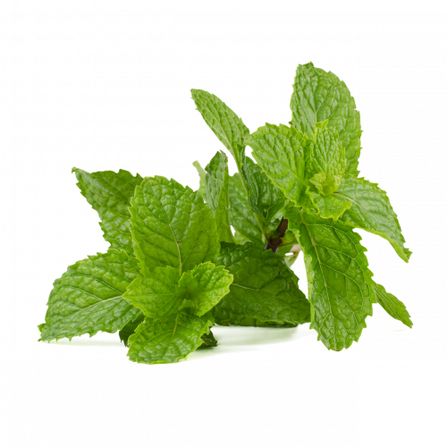 mint leaf, mint, peppermint, healthy, drink, health, healing, leaves, herbs, aroma, taste, tea, green, refreshment, fresh, cocktail, leaf, nature, mint, mint, mint, mint, mint, peppermint