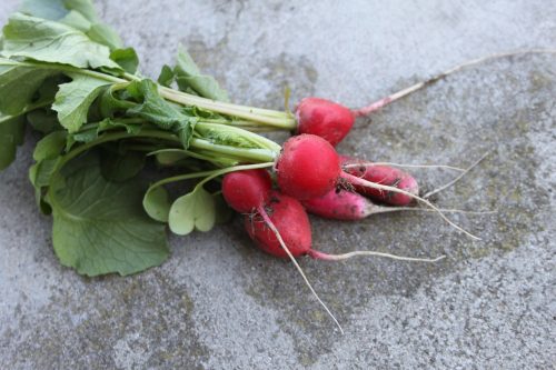 radish, a vegetable, spring, food, vegetables, fresh, healthy, nature, the market, summer, red, health, strict, bio, the cultivation of, radishes