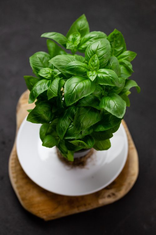 High angle view of a fresh basil plant on a white ceramic plate against a dark background.